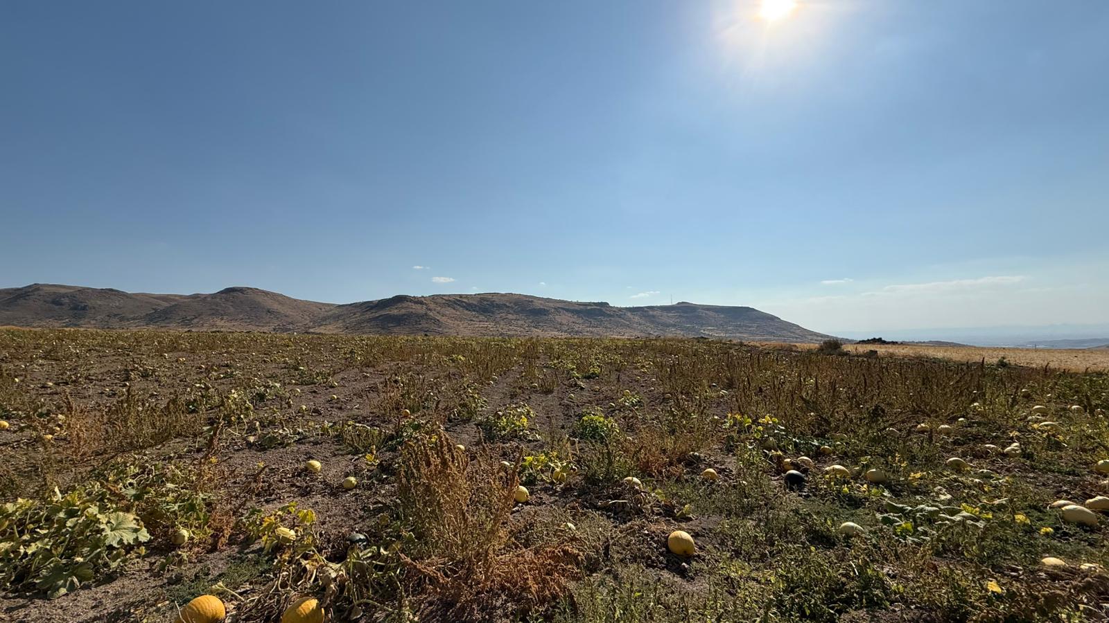 KAYSERİ DEVELİ FENESEYUKARI MAHALLESİ KELPİN MEVKİİNDE SATILIK TARLA